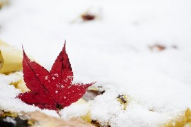 モミジと雪